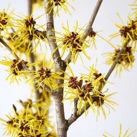 宮内庁御用達の「青山花茂本店」本物の花体験ができる「季節の枝もの定期便」を開始