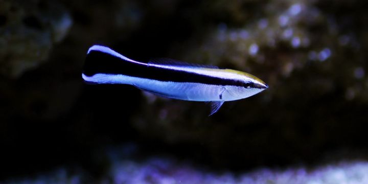 「これが自分」の意識はいつ芽生えたのか？