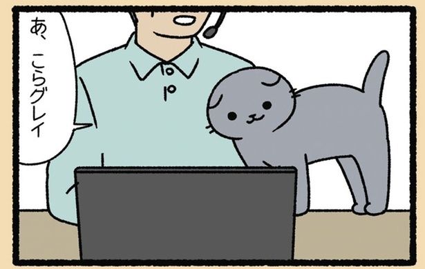 オンライン会議はお手のもの。飼い主を「猫の手」でお助け！ （C）ぱんだにあ／竹書房