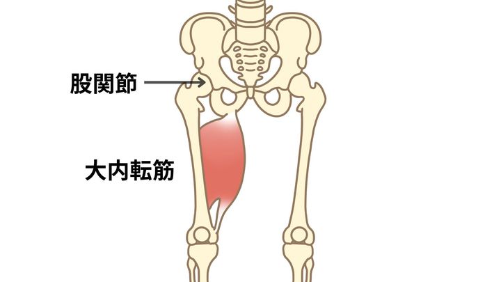  股関節＿大内転筋