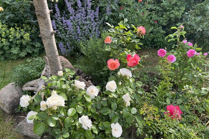 樹木の株ぎわにバラを植える、日本では少ないシーン。白の‘プリンセス オブ ウェールズ’などのバラをかためて植えています。