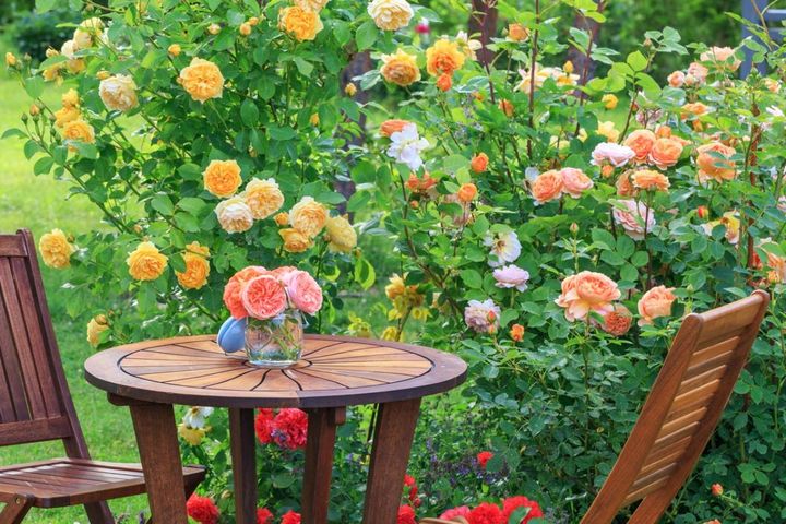 バラ初心者でも安心！剪定時期と育て方のコツをわかりやすく解説【冬版】ガーデニング