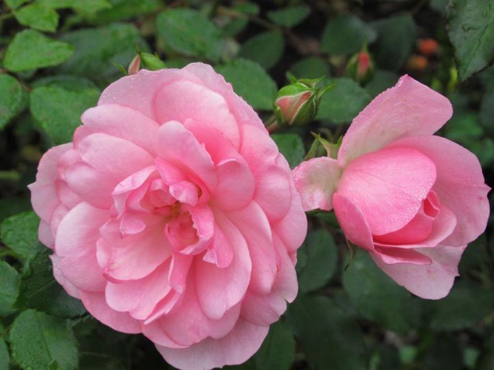 バンクーバーローズガーデンに咲く愛らしい‘ボニカ’。世界中で栽培されている丈夫な修景バラで、日本でもよく見かけます。