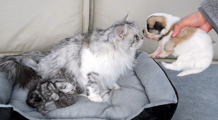 子犬を受け入れる母猫