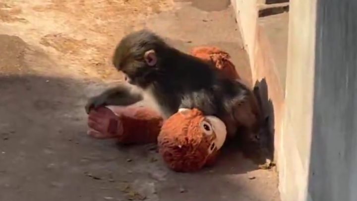現在、日本中から注目を集めている市川市動植物園のサル山のパンチくん。その育ち方や群れ入りの過程について、市川市動植物園は公式Xを通じ、これまでの詳細な経緯を説明する文書を公開しました。