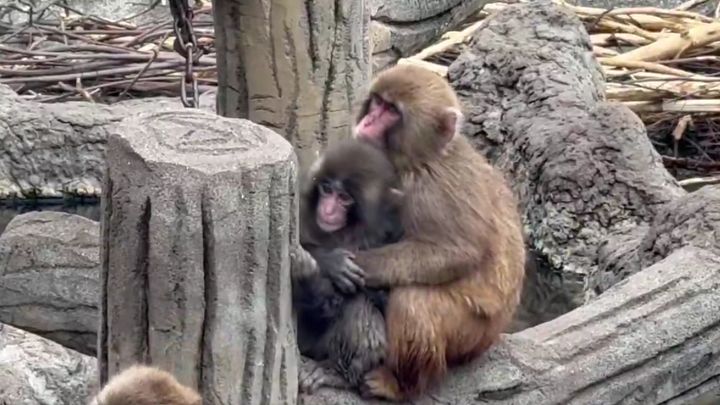 盾さん（@tate_gf）のXより