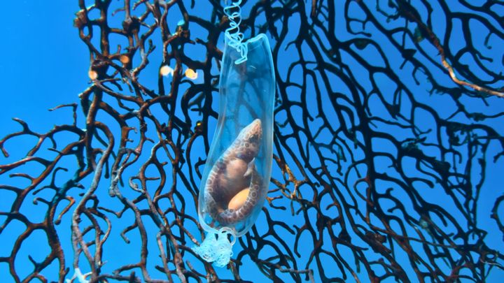 茨城県大洗町にある「アクアワールド茨城県大洗水族館」から、思わず息を呑むような神秘的な映像が届きました。