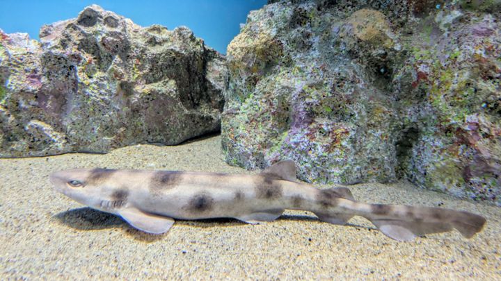 茨城県大洗町にある「アクアワールド茨城県大洗水族館」から、思わず息を呑むような神秘的な映像が届きました。