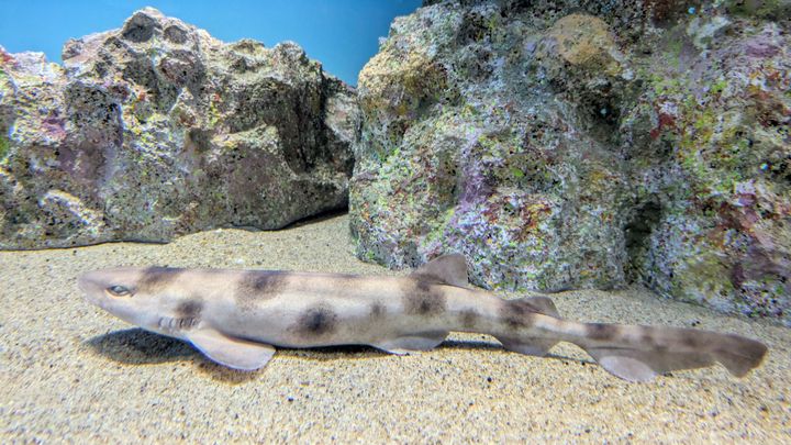 アクアワールド茨城県大洗水族館提供