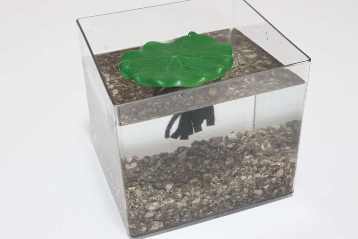 ダイソーの麦飯石は汚れの吸着・ろ過に優れバクテリアが繁殖しやすい