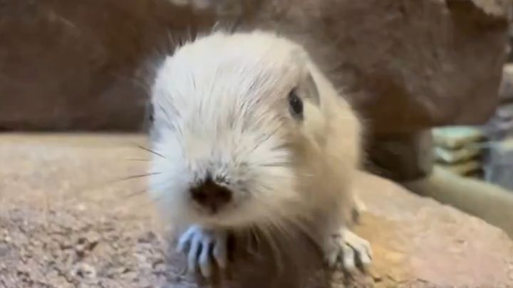 埼玉県こども動物自然公園公式Xより