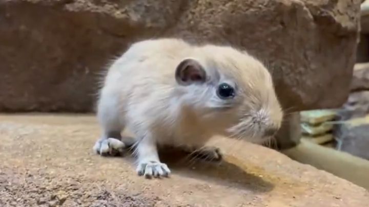 埼玉県こども動物自然公園公式Xより