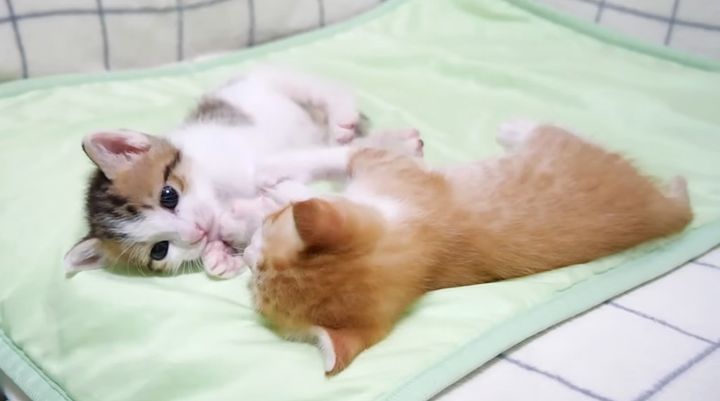 遊ぶ子猫達
