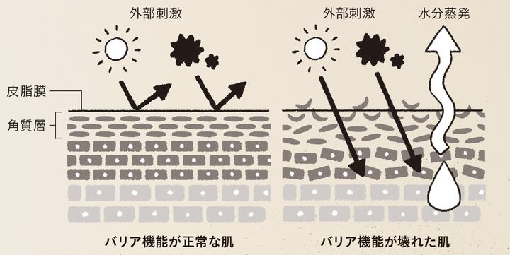 紫外線や大気汚染物質などの外部刺激から肌を守り、内部の水分蒸発を防ぐ働きが角質層に備わる「バリア機能」。低下すると肌の水分が失われ外からの刺激も受けやすい状態になり、炎症などの原因に。