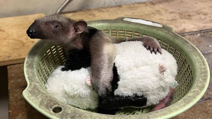 横浜市立野毛山動物園提供