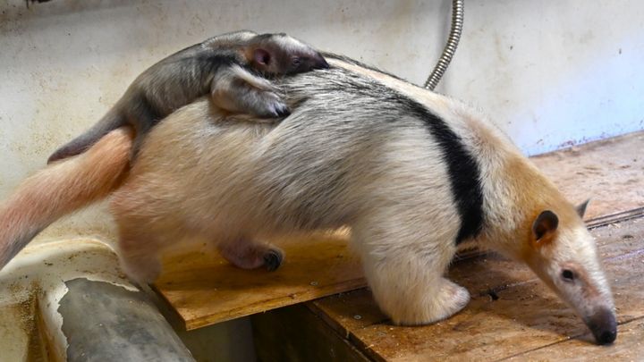 横浜市立野毛山動物園から、とってもおめでたいニュースが届きました。 2月15日、ミナミコアリクイの「アン（母）」と「このは（父）」の間に、待望の赤ちゃんが誕生したのです。