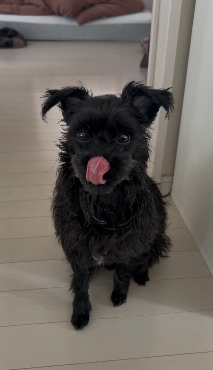STANFORD所属のモデル・木村航志の好きなもの①飼い犬のクロ