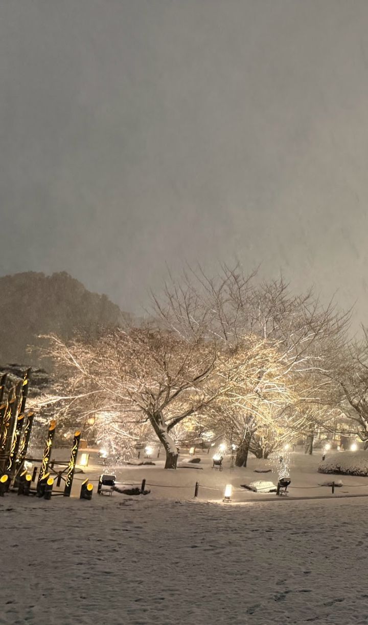 雪の日の桜の木