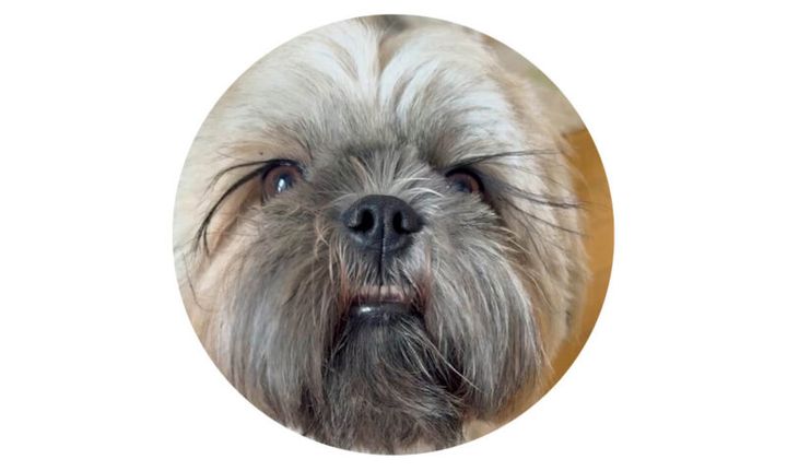 スクービーさんのインスタをcheck! @scooby_is_the_shiht