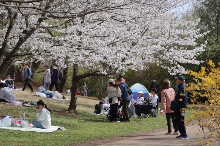 芝生でお花見を楽しむ来園者と満開の桜