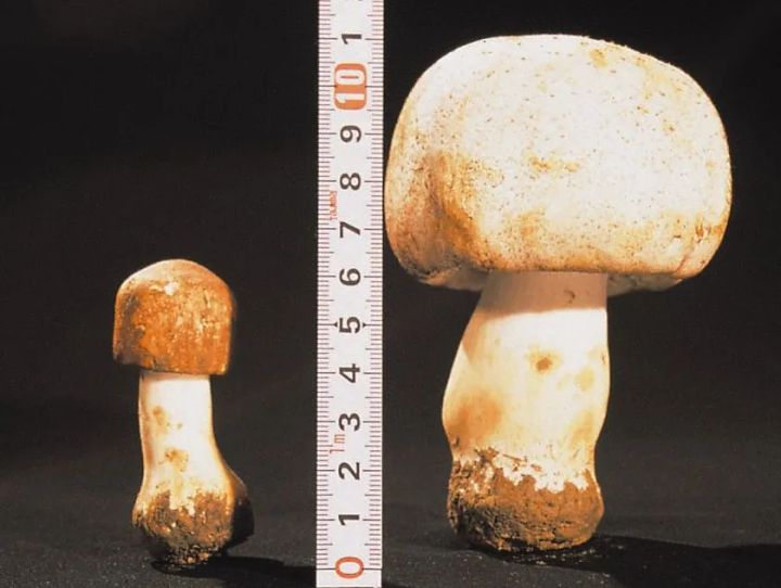 サイズ比較用に並べたアガリクスの写真