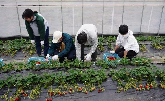 近大ICTイチゴの収穫に取り組む学生と福祉作業所利用者
