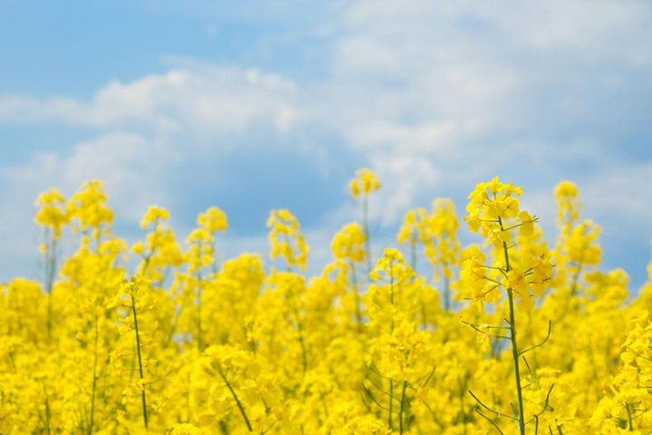 3月1日の「お清め」とは？【365日きょうのお清め】邪気を祓って幸せになる！