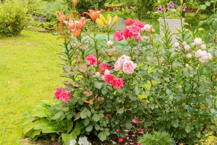 色鮮やかなユリとバラの珍しいコラボレーション。このように、パティオローズなどの背丈が低いバラを使うとバランスがとれます。このシーン作り、2～3月ならまだ間に合いますよ。