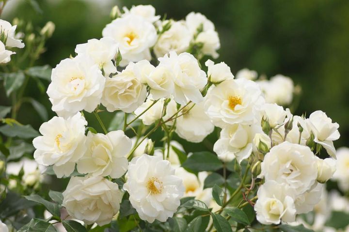 2月下旬から冬剪定の作業スタート！バラを若返らせ、よい花を咲かせよう【ガーデニング】