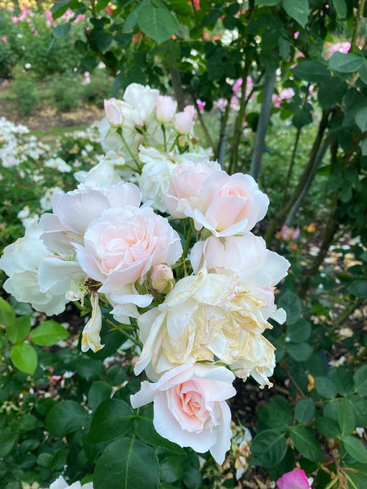 アメリカ、オレゴン州ポートランドにある、インターナショナル・ローズ試験場で咲く淡いピンクのバラ。歴史あるバラの試験農場兼ガーデンで、多くの新品種が育成されています。