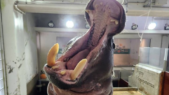 石川県能美市にある「いしかわ動物園」。公式Xで配信された、ある一頭の動物が見せた〝強烈すぎる表情〟が、多くの人の視線を釘付けにしています。