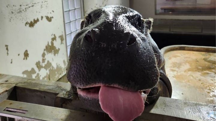 いしかわ動物園公式Xより