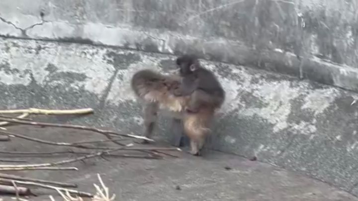 快晴に恵まれた2月最後の土曜日、千葉県の市川市動植物園はパンチくんを一目見ようと訪れた多くのファンで賑わいました。その熱狂のなかで、園は動物たちの安全を第一に考えたルール変更を発表しました。