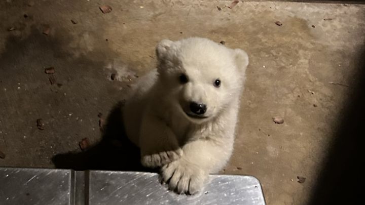秋田県の男鹿水族館GAOから、春を呼ぶような明るいニュースが届きました。 2025年12月に誕生し、その成長が温かく見守られてきたホッキョクグマの「モモ」と「豪太」の赤ちゃん。ついにその性別が判明しました！