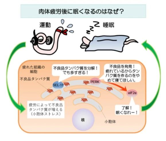 不良タンパク質の蓄積を止めるために「眠くな〜れ」と脳に指令