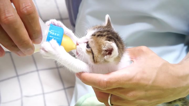 ミルクを飲む子猫