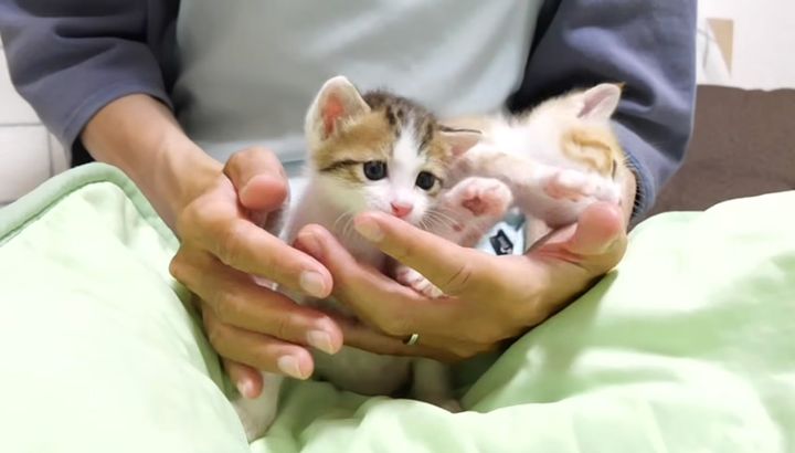 手の中で甘える子猫達