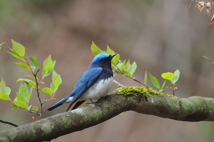 幸せの青い鳥「オオルリ」