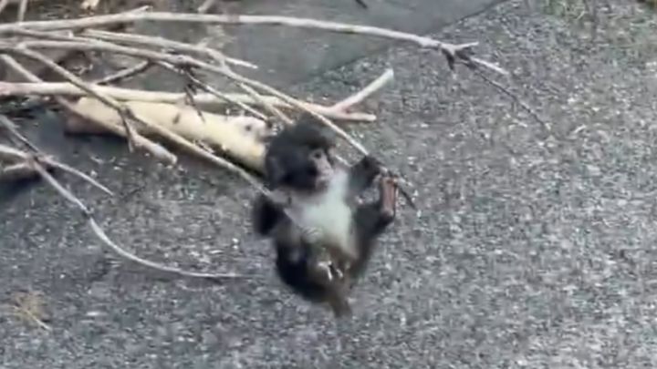 3月最初の休日となった1日、市川市動植物園は前日の土曜日をさらに上回る、かつてない熱気に包まれました。パンチくんを一目見ようと訪れた多くの来場者に対し、さまざまな対策に追われました。