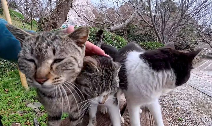 ナデナデされる猫達