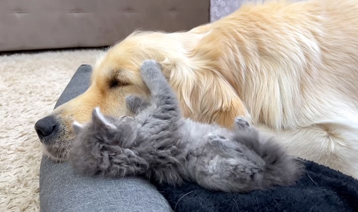 犬に寄り添う子猫