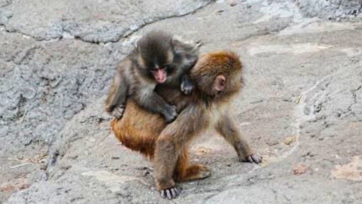 市川市動植物園公式Xより