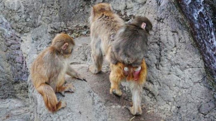 市川市動植物園公式Xより