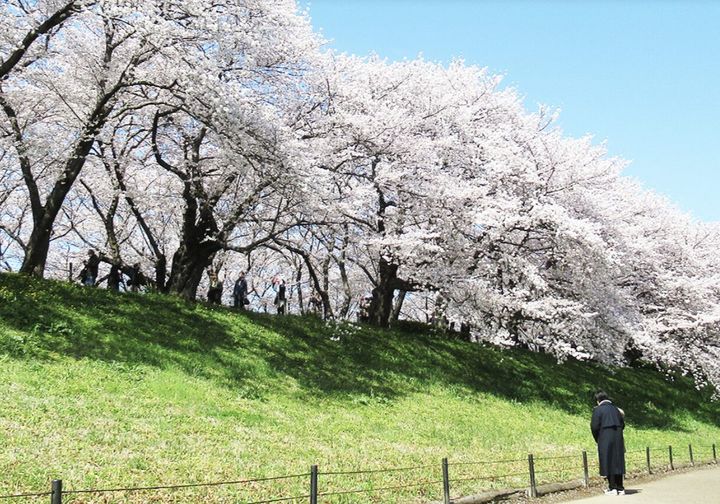 県営権現堂公園の公式サイト