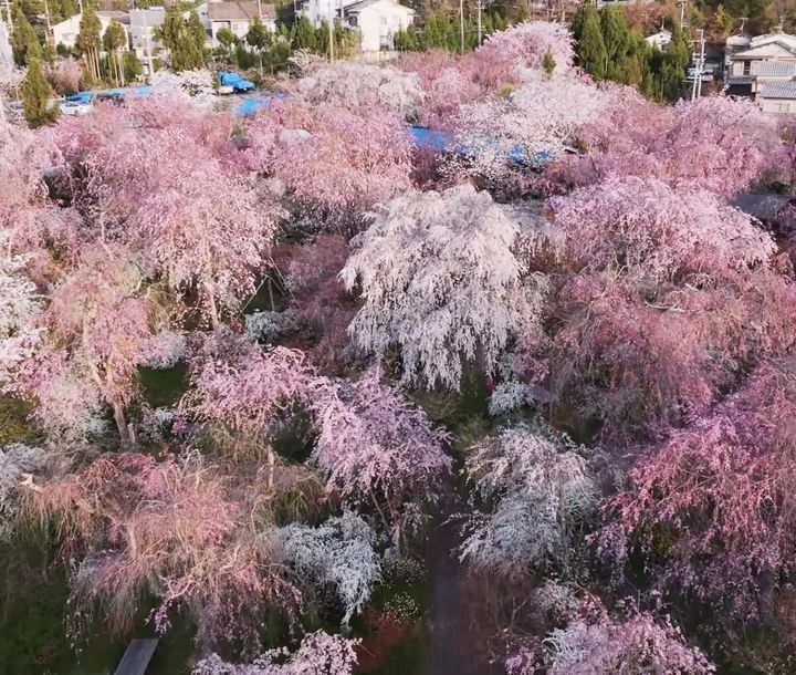 原谷苑の公式サイト