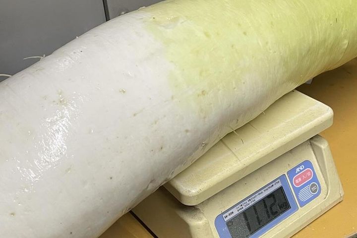 はかりからはみ出してる…巨大なダイコン！