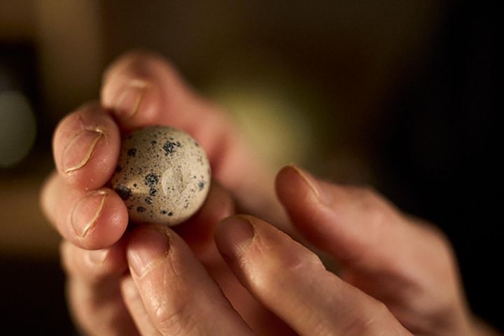 うずらの卵にひびを入れる