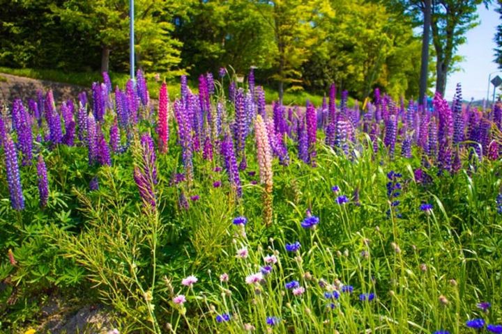 草丈の高いルピナスとヤグルマギク