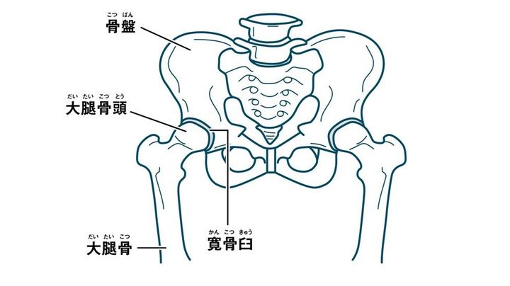 股関節の仕組み