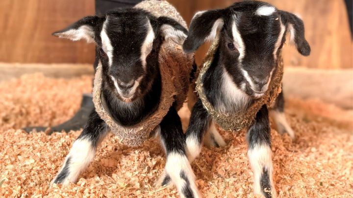 千葉県成田市にある「成田ゆめ牧場」から、心温まる春の便りが届きました。2月24日、今年初となるヤギの赤ちゃんが誕生！しかも、とってもおめでたい「双子ちゃん」です。